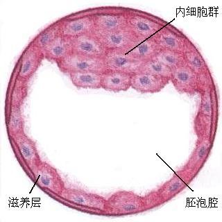 胚泡植入子宫图片